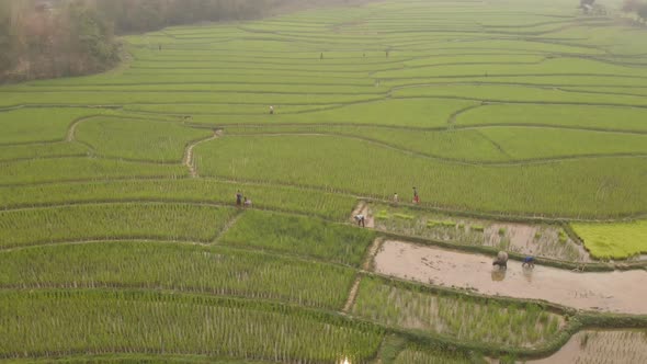 Aerial view of farmers working in paddy fields alt