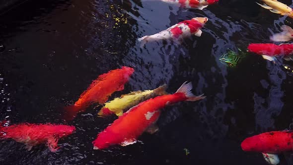 The big fancy colorful variety of ornamental Koi fish in the pond with reflections of water shadows alt