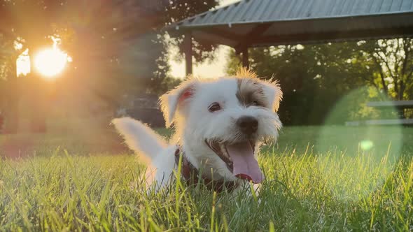 Cute Funny Friendly Little Jack Russell Terrier Wagging His Tail in the Grass and Smiling alt