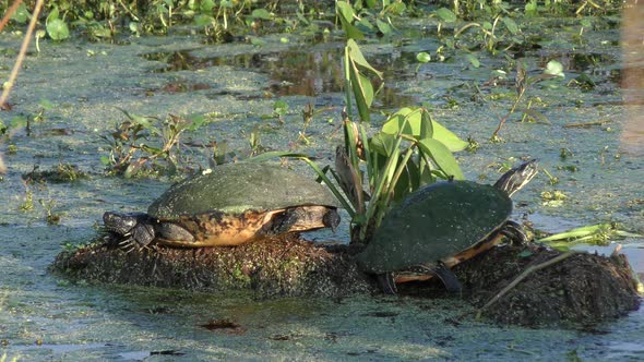  Florida Turtles basking on a log