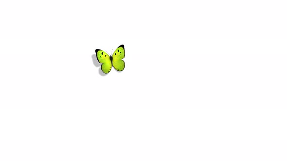 Green Butterfly