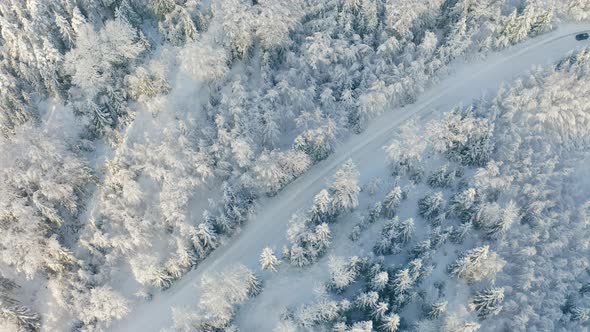 Directly Above Large Forest and Driving Car on Road in the Cold Winter