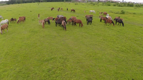 A Herd of Horses Graze in a Green Meadow Along the River