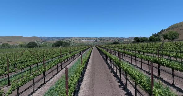 Flying low through a grape vineyard at springtime