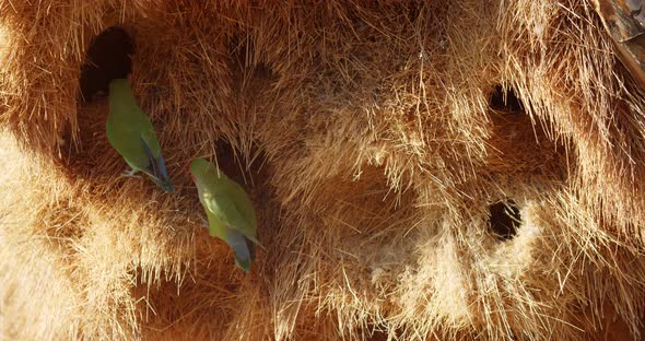 Wildlife of Africa, small parrots are crawling in their nest in the quiver tree alt