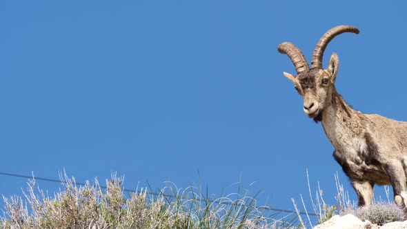 Wild Mountain Goat on Rock, Spain