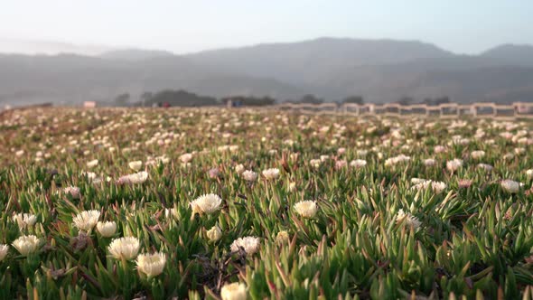 Beautiful scenic view of a plant field and the mountains in the background alt
