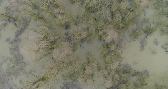 Aerial view of forest in high water in the river Waal, Gelderland, Netherlands. alt