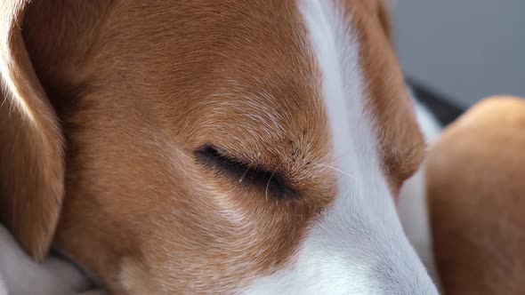 Close Up the Beagle Dog Is Sleeping