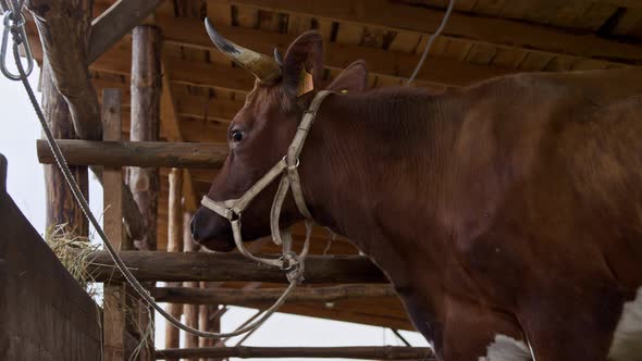 Brown Cow with a Number on Its Ear is Tied to a Fence in a Stable on the Farm