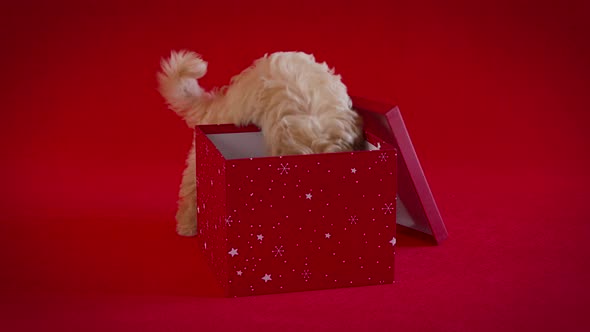 Little Puppy Playing with a Box of Christmas Presents on a Red Background alt