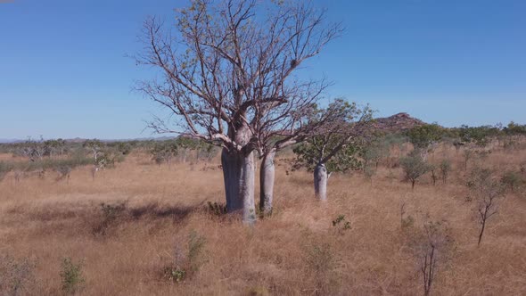 ascending aerial shot of a boab tree in the kimberley alt