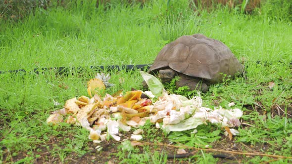 Old big tortoise on farm retreats into his shell defensively alt