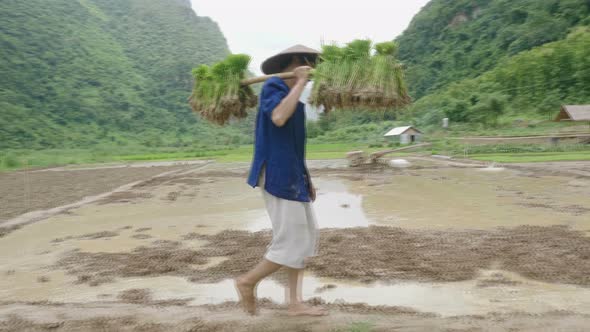 Farmers Grow Rice In The Rainy Season alt