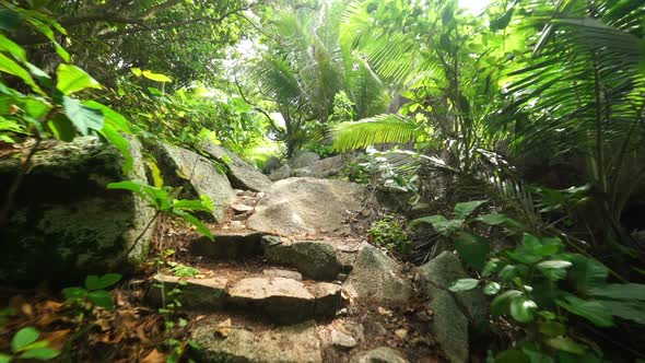 Hiking in Tropical Forest