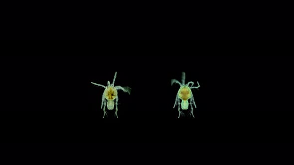 Water Mite Hydrachnidia Genus Arrenurus Sp alt