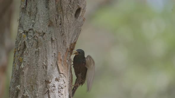 Starling Bird Feeding Its Chick