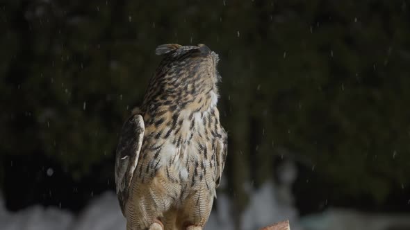Great Horned Owl Looks in Camera and Turns Grey Head Snow Falling in Winter alt