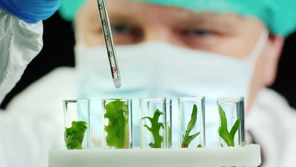 Scientist Conducts Research with Plants in Lab alt