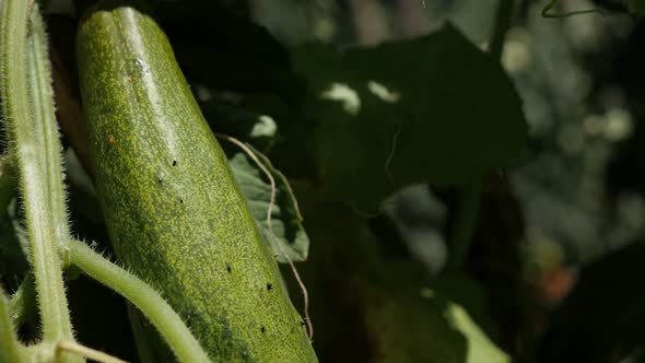 Gourd family  Cucurbitaceae in the garden 4K 2160p 30fps UltraHD footage - Green organic creeping pl alt