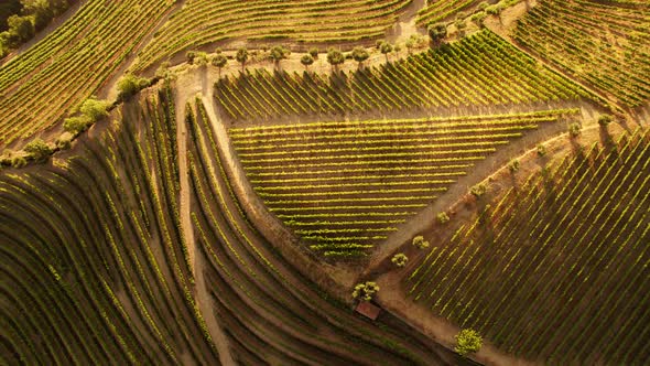 Drone Shot of Vineyard Terraces of Douro Valley alt