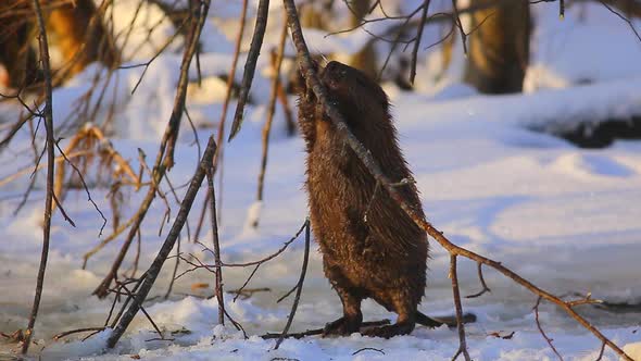 Beaver Eating Branch at Cold and Sunny Winter Day Lithuania