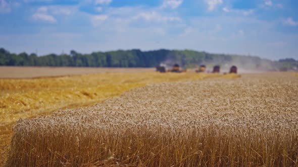 Beautiful wheat field. Combine harvester in action on wheat field alt