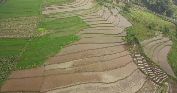 Flight over Tonoboyo rice field, Magelang, central Java, Indonesia. alt