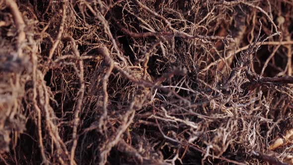 Close-up of brown woven tree roots. Abstract textural background.