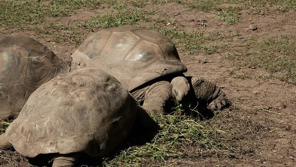 African giant old tortoise eating grass from ground,close up shot alt