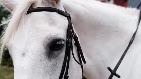 Detail of the eye of a harnessed white horse on a farm