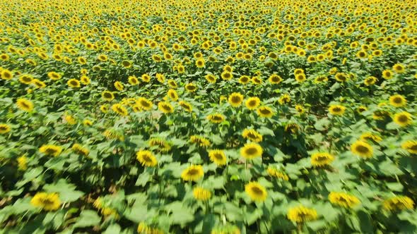 Aerial Drone Shot Flying Over Sunflower Fields Starting Low on a Close Up Rising to a Wide Shot of