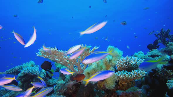 Underwater Colourful Fish alt