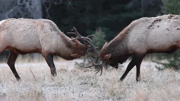 Elk Fighting