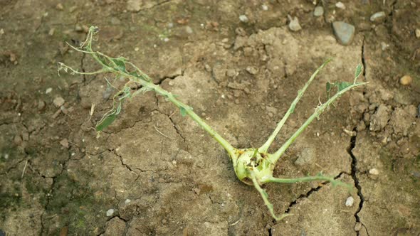 Drought Dry Field Kohlrabi Cabbage Turnip Brassica Oleracea Gongylodes Fruits Vegetables, Drying Up