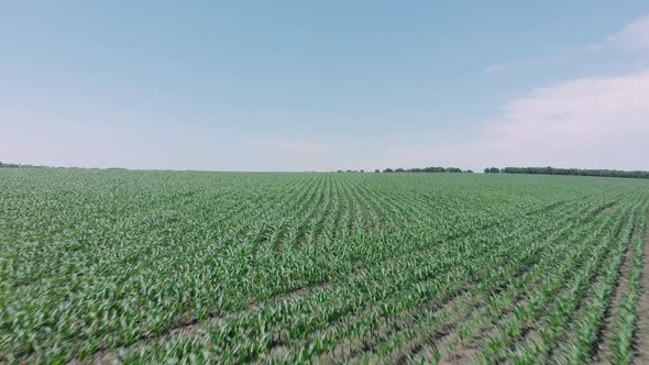 Drone flying over green crops field with blue clear sky on background. alt