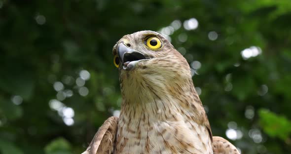 European Sparrowhawk, accipiter nisus, Portrait of Adult, Normandy, slow motion 4K alt