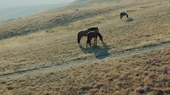 Aerial Footage of a Herd of Horses Grazing on a Hillside