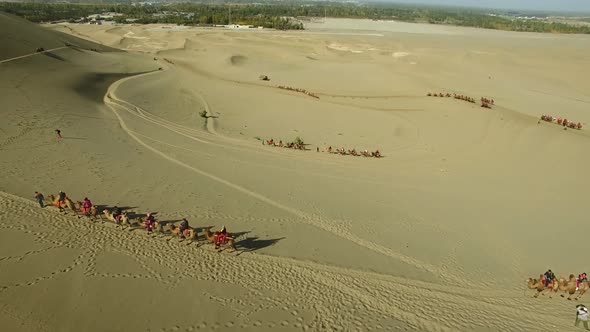 Resting Camels and Caravans Going Through the Gobi Desert Among the Sands and Against the Backdrop alt