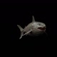Tiger Shark Loop - VideoHive Item for Sale