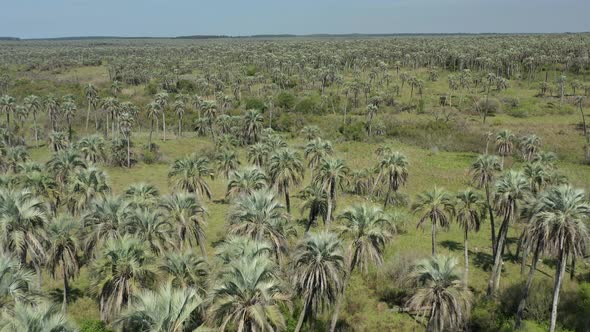 Aerial over Palm Grove, Argentina. Palm trees, savanna, nature, wildlife. Dreamy landscape. Flying b alt