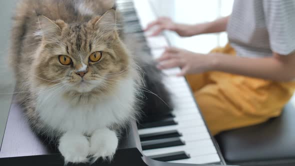 Persian cat listening Asian girl playing piano. alt