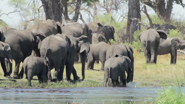 herd of African elephants on waterhole in african bush alt