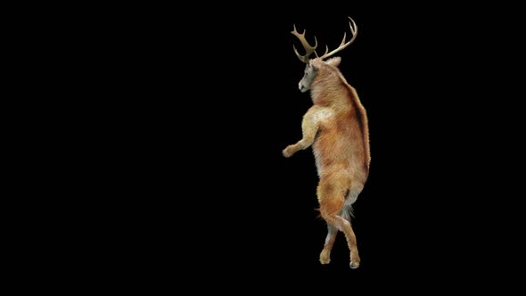43 Deer Dancing HD alt