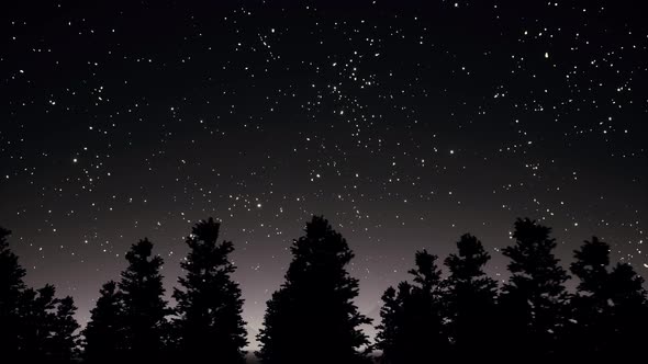 Night Starry Sky and Trees Silhouettes Panorama by Zozulinskyi | VideoHive