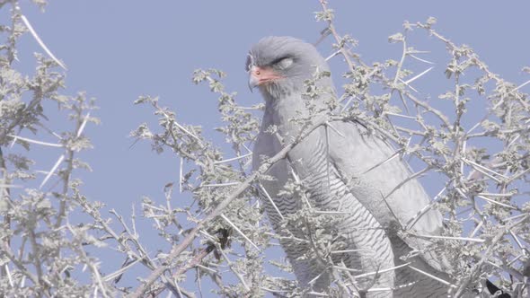 Goshawk Looking Around