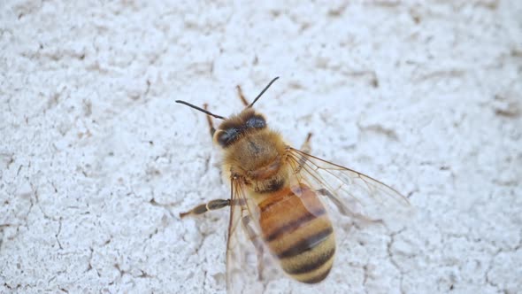 Up close view of honey bee walking across white surface alt