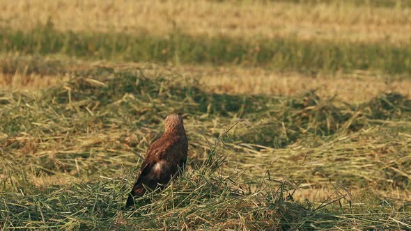 Common Buzzard Or Buteo Buteo Wild Bird Sitting On Ground In Summer Field alt
