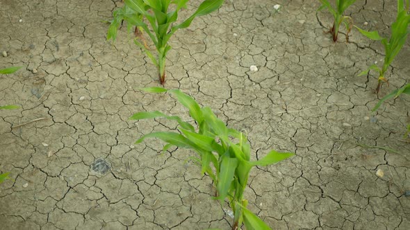 Maize Corn Drought Field Land Leaves Zea Mays Drying Up Soil Drying Up the Soil Cracked Climate