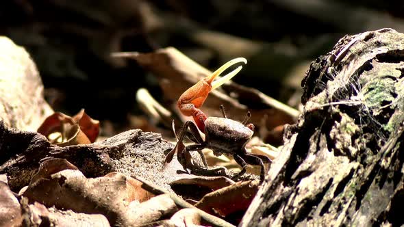 Crab in its Natural Habitat in the Caribbean